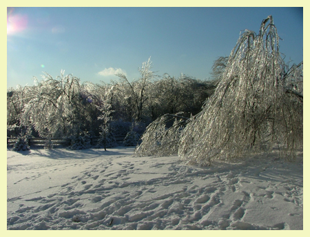 ice storm trees snow frozen