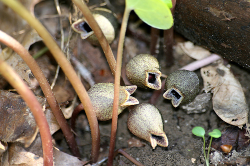 Little brown jug, Hexastylis arifolia