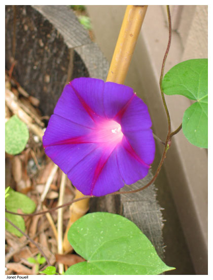 purple morning glory garden flower Daily Reflections