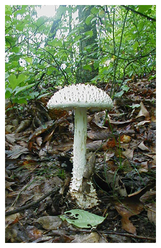 mushroom forest floor Marge Para