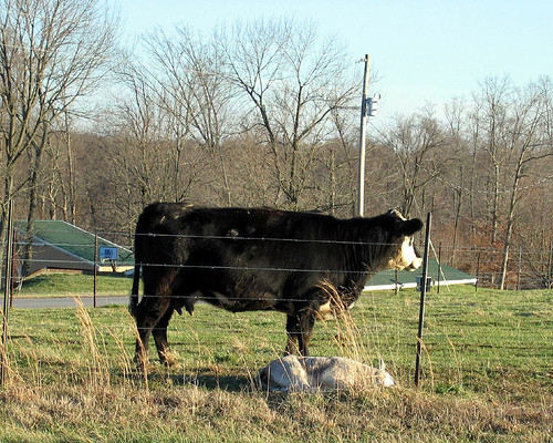 mother cow with calf