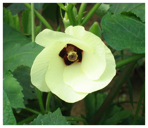 okra flower hibiscus