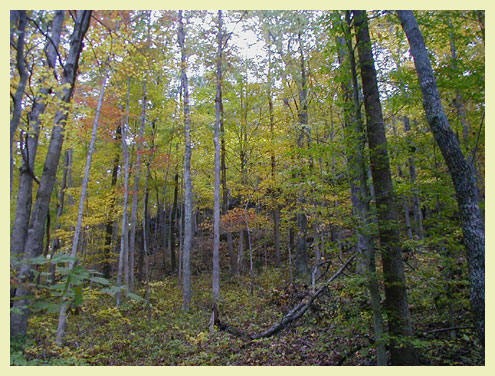 earth healing daily reflections autumn color Kentucky