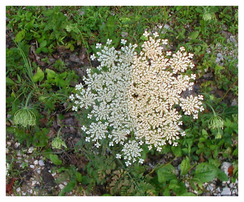 queen anne's lace