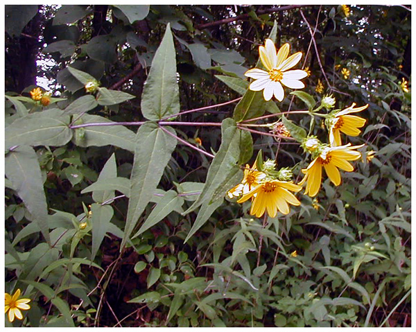 Earth Healing flower bouquet