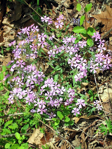  Phlox divaricata blue