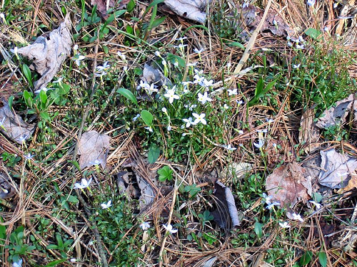 Hedyotis caerulea Quaker's lady  eastern Kentucky