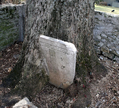 cemetery tombstone tree