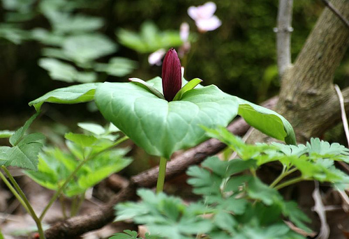 Sessile trillium