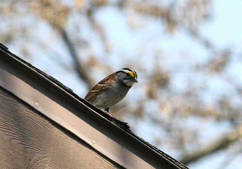 White-throated sparrow Zonotrichia albicollis