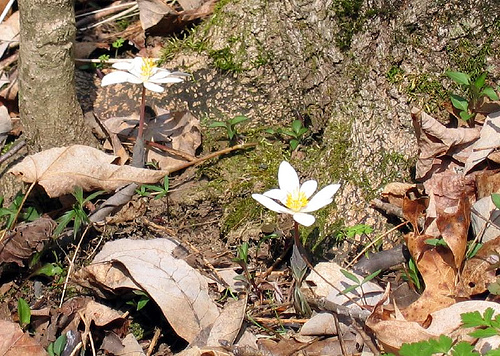 Bluegrass wildflowers