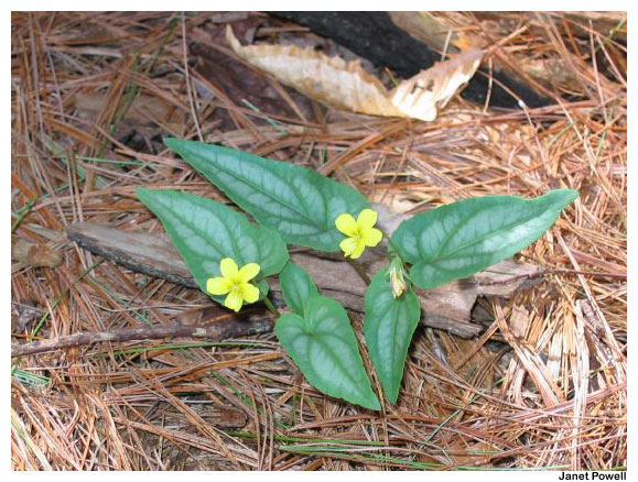 Yellow violet viola red river gorge kentucky ky earth healing